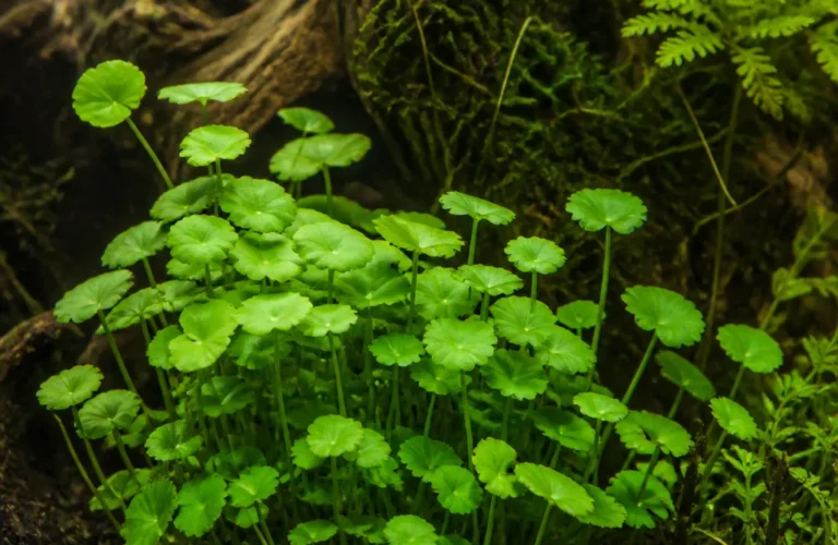 Wąkrota białogłowa - Hydrocotyle leucocephala