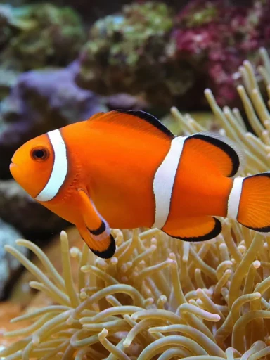 Błazenek ognisty - Amphiprion ephippium