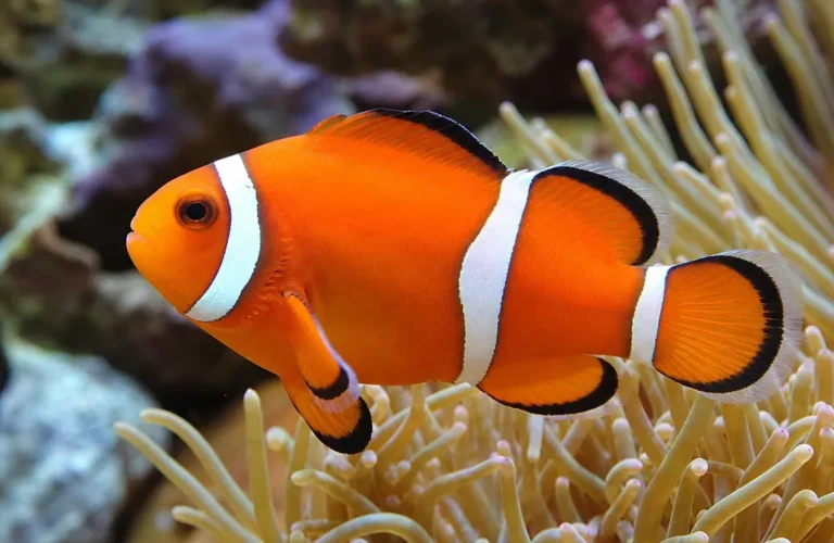 Błazenek ognisty - Amphiprion ephippium