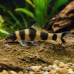 Błazenek ognisty – Amphiprion ephippium