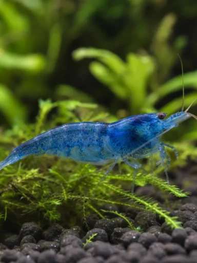 Krewetka Blue Jelly - Neocaridina davidi 'Blue Jelly'