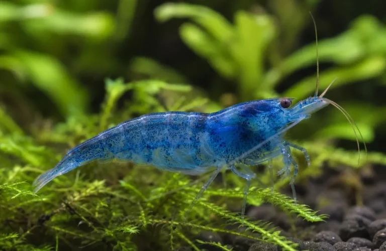 Krewetka Blue Jelly - Neocaridina davidi 'Blue Jelly'