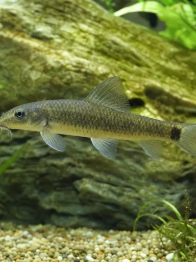Garra rufa