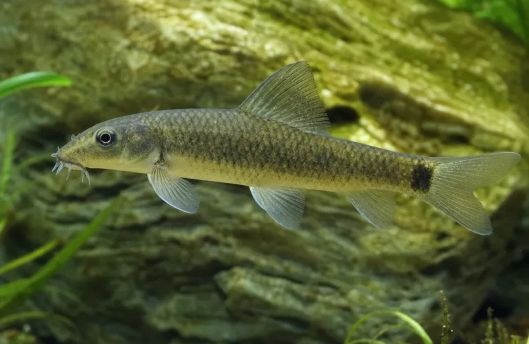 Garra rufa