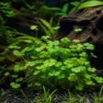 Garra rufa