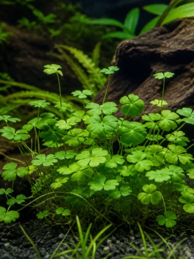 Wąkrota japońska - Hydrocotyle tripartita