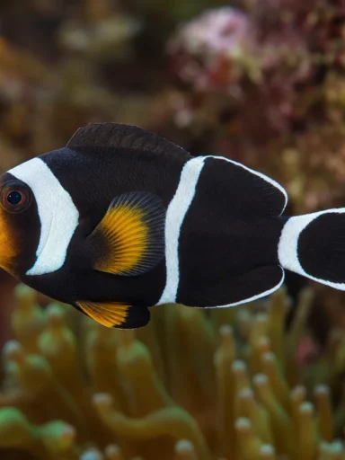 Błazenek skunkowy - Amphiprion akallopisos