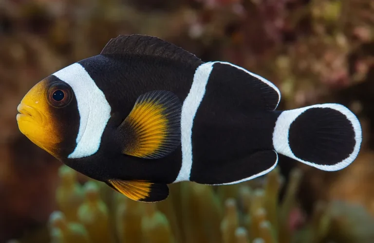 Błazenek skunkowy - Amphiprion akallopisos