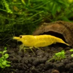 Błazenek skunkowy – Amphiprion akallopisos