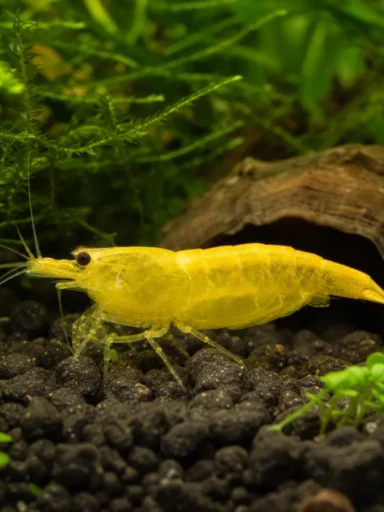 Krewetka Yellow Neon - Neocaridina davidi 'Yellow Neon'