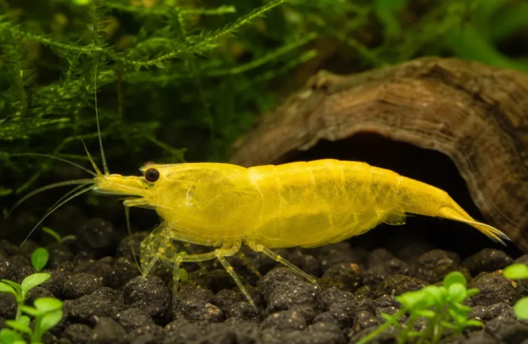 Krewetka Yellow Neon - Neocaridina davidi 'Yellow Neon'