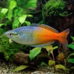 Krewetka Yellow Neon Stripe – Neocaridina davidi 'Yellow Neon Stripe’
