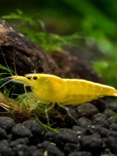 Krewetka Yellow Neon Stripe - Neocaridina davidi 'Yellow Neon Stripe'