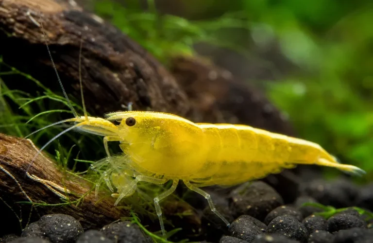 Krewetka Yellow Neon Stripe - Neocaridina davidi 'Yellow Neon Stripe'