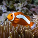 Tęczanka neonowa – Melanotaenia praecox