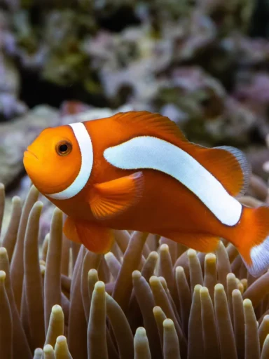 Błazenek pomarańczowy skunk - Amphiprion sandaracinos