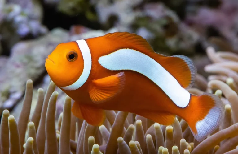 Błazenek pomarańczowy skunk - Amphiprion sandaracinos