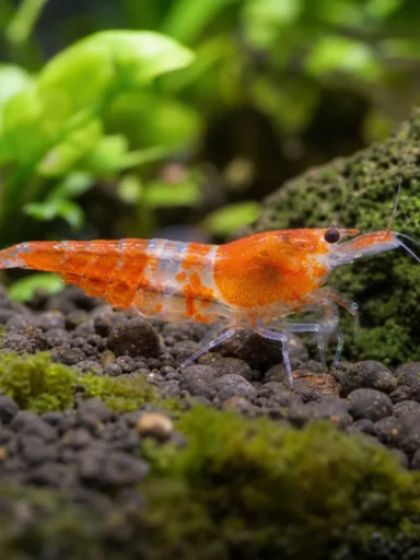 Krewetka Orange Rili - Neocaridina davidi 'Orange Rili'