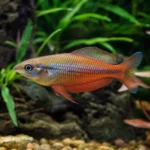 Krewetka Orange Rili – Neocaridina davidi 'Orange Rili’