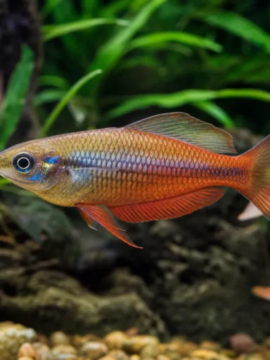 Tęczanka czerwona - Glossolepis incisus