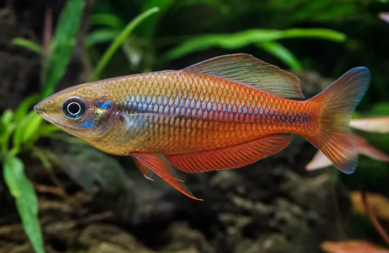 Tęczanka czerwona - Glossolepis incisus