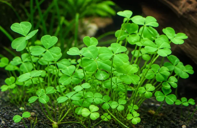 Marsilea crenata