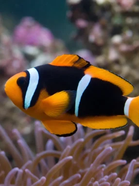 Błazenek malediwski - Amphiprion nigripes