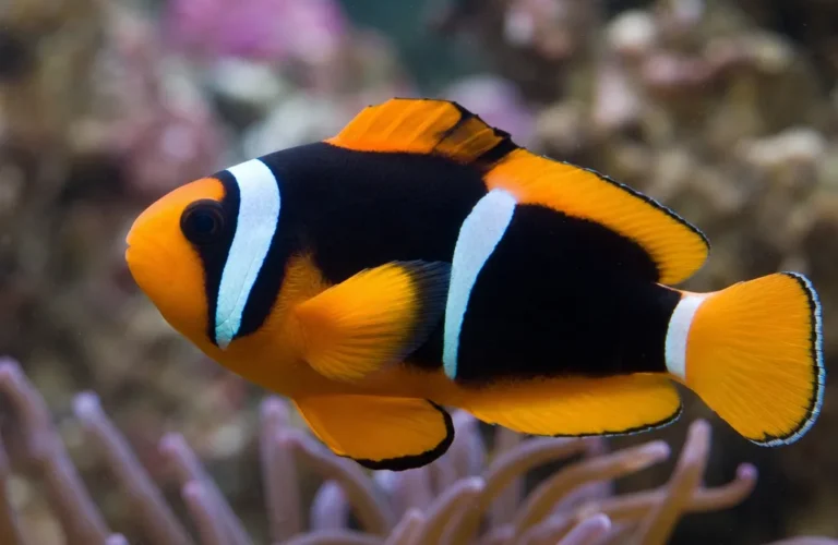 Błazenek malediwski - Amphiprion nigripes