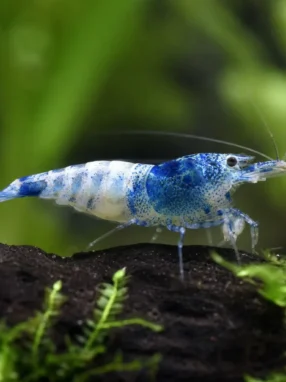 Krewetka Blue Rili - Neocaridina davidi 'Blue Rili'
