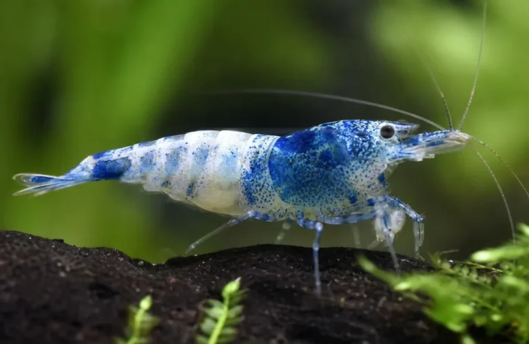 Krewetka Blue Rili - Neocaridina davidi 'Blue Rili'