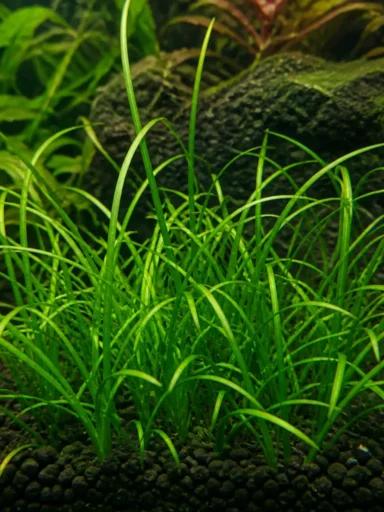 Lilaeopsis brasiliensis