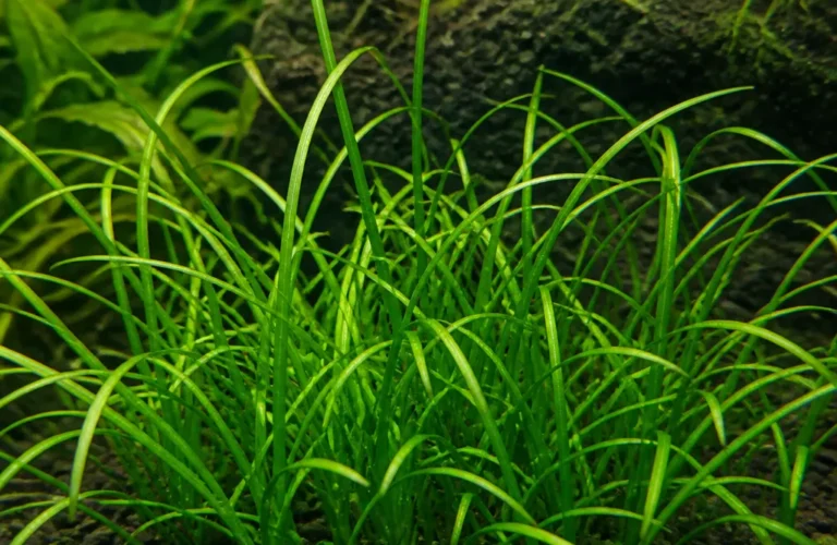 Lilaeopsis brasiliensis