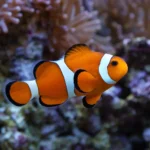 Krewetka Black Rili – Neocaridina davidi 'Black Rili’