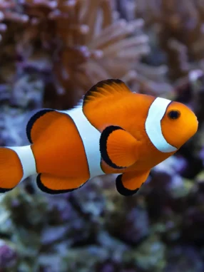 Błazenek australijski - Amphiprion akindynos