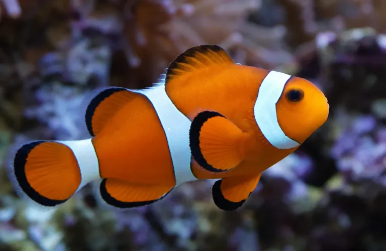 Błazenek australijski - Amphiprion akindynos
