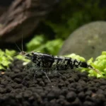 Modrook słoneczny – Pseudomugil furcatus