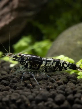 Krewetka Black Rili - Neocaridina davidi 'Black Rili'