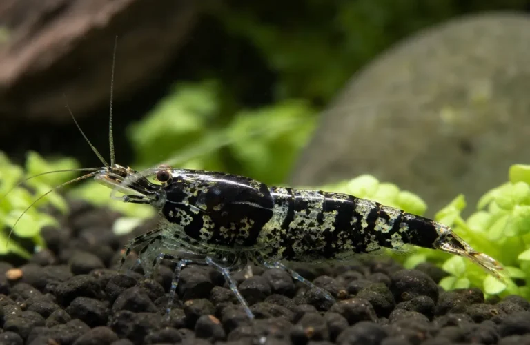Krewetka Black Rili - Neocaridina davidi 'Black Rili'