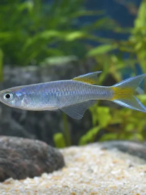 Modrook słoneczny - Pseudomugil furcatus