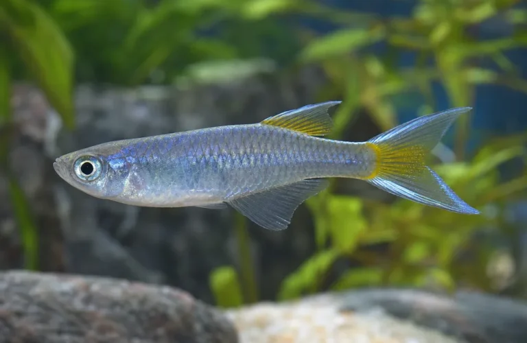 Modrook słoneczny - Pseudomugil furcatus