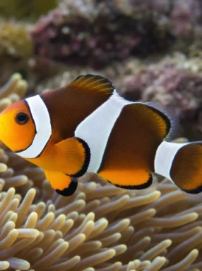 Błazenek trójpręgi - Amphiprion tricinctus