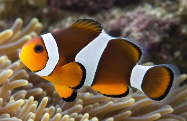 Błazenek trójpręgi - Amphiprion tricinctus