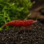 Pielęgnica zebra – Amatitlania nigrofasciata