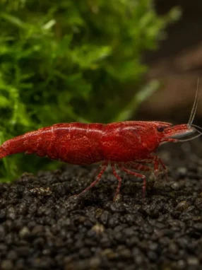 Krewetka Red Onyx - Neocaridina davidi 'Red Onyx'