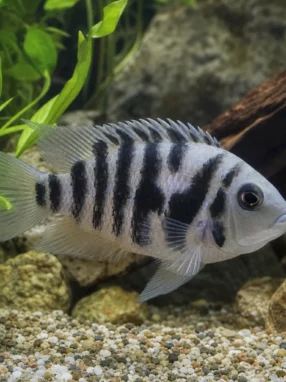 Pielęgnica zebra - Amatitlania nigrofasciata