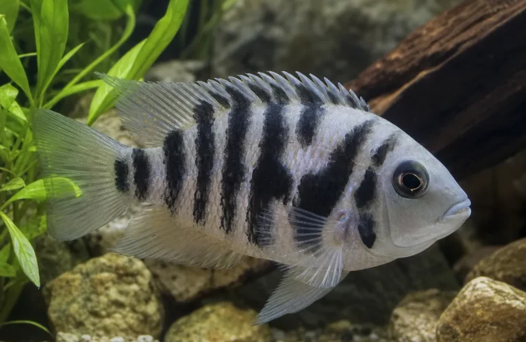 Pielęgnica zebra - Amatitlania nigrofasciata