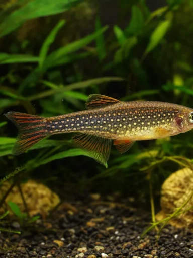 Danio perłowe - Danio albolineatus
