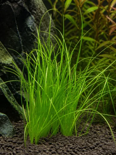 Żabienica delikatna - Helanthium tenellum