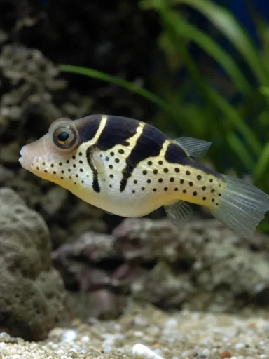 Rozdymka Valentini - Canthigaster valentini