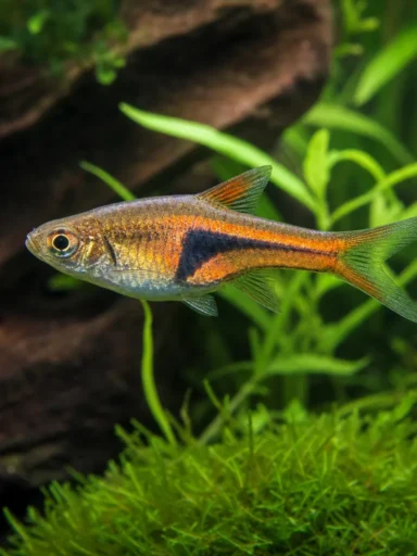 Razbora Hengela - Trigonostigma hengeli